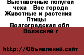 Выставочные попугаи чехи - Все города Животные и растения » Птицы   . Волгоградская обл.,Волжский г.